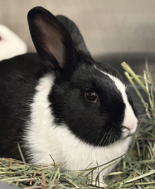 SAGE (BONDED W/ THYME) - American available for adoption
