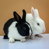 Sage (bonded w/ Thyme) - Photo 1