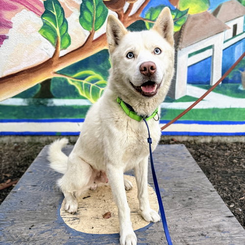 WONDERLAND - Husky available for adoption