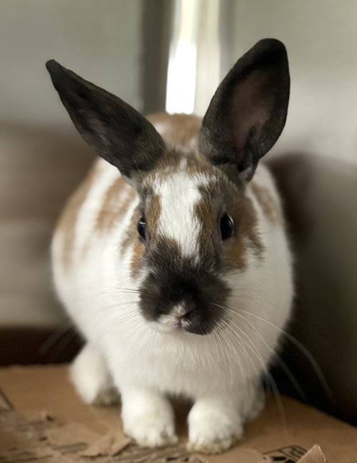 TIA - American available for adoption