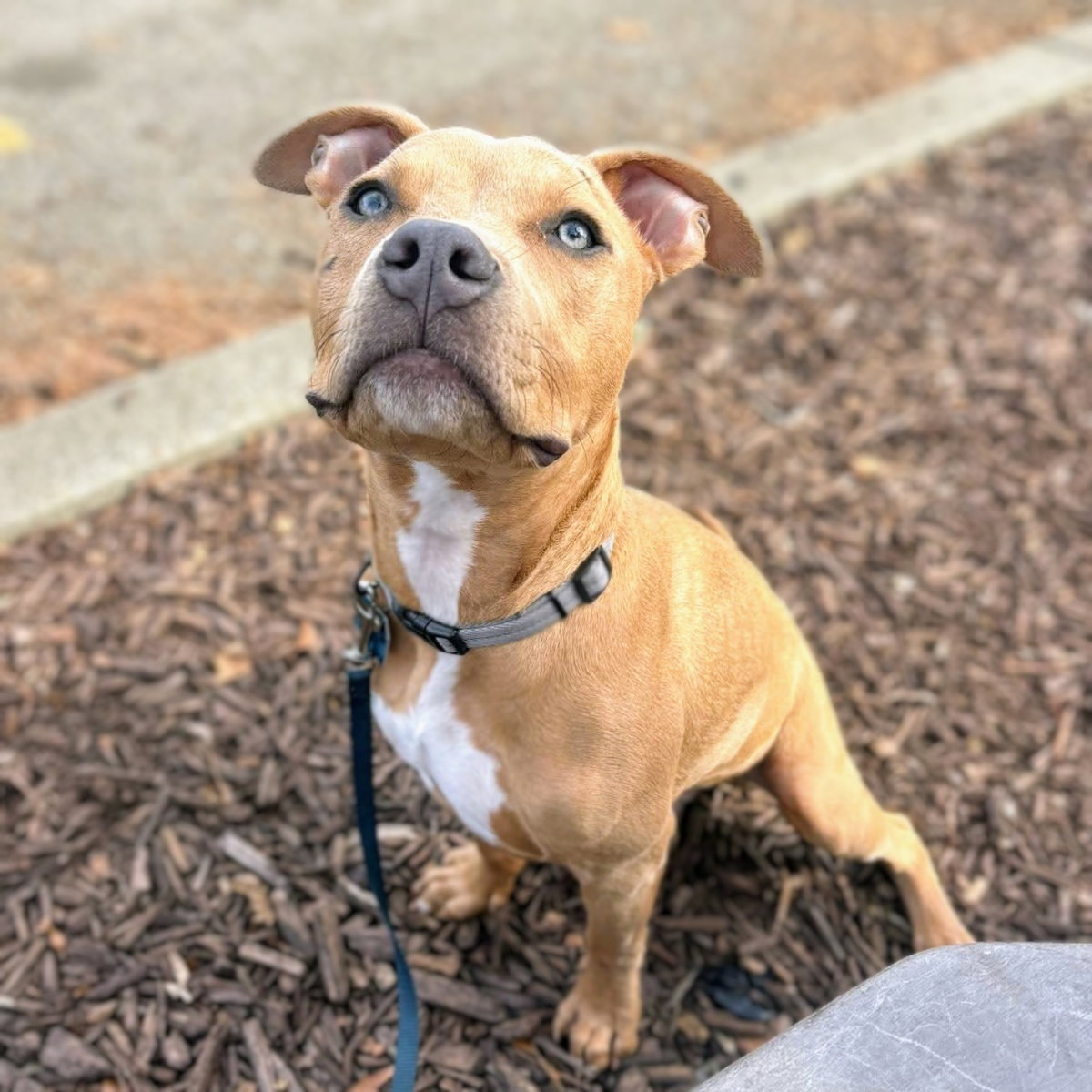 Dobby Image