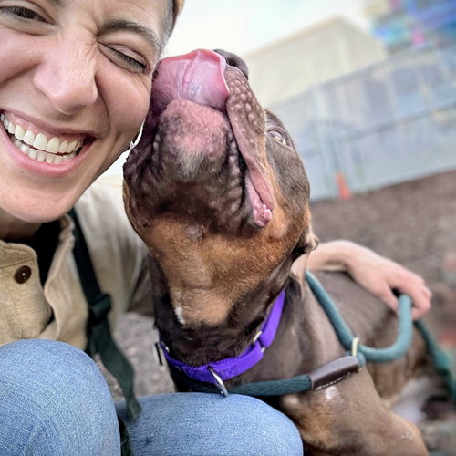 BUTTERFINGERS - Pit Bull Terrier available for adoption