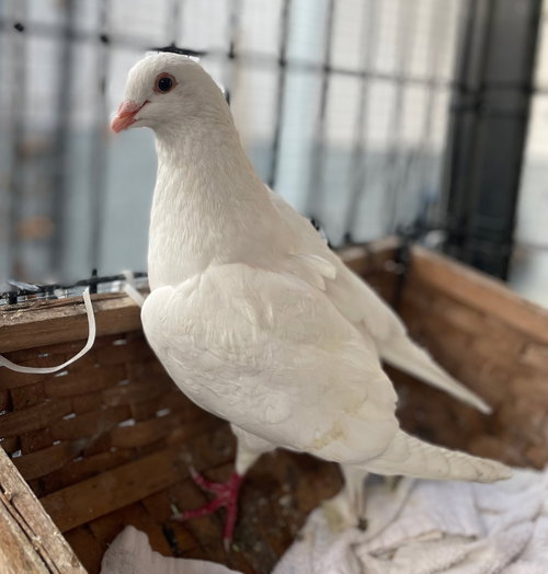 CHEERIO (BONDED W/ CREAMSICLE) - Unknown available for adoption