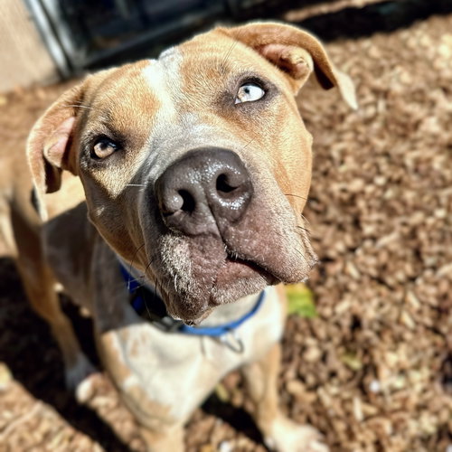 BISCOTTI - Pit Bull Terrier available for adoption