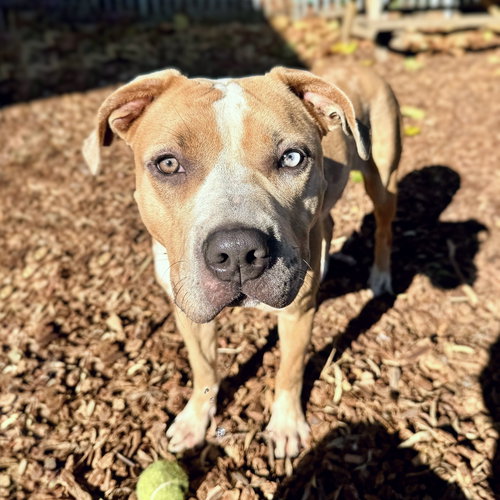 BISCOTTI - Pit Bull Terrier available for adoption