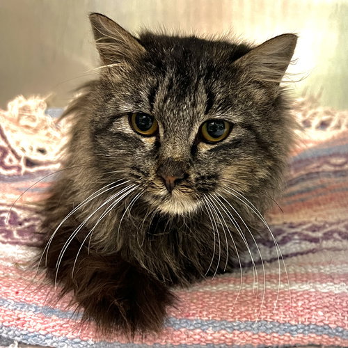 NUTMEG - Domestic Medium Hair available for adoption