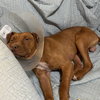 Rudy - Photo 8