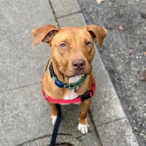 RUDY - American Pit Bull Terrier available for adoption