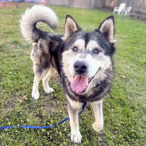 FLINTSTONE - Husky available for adoption