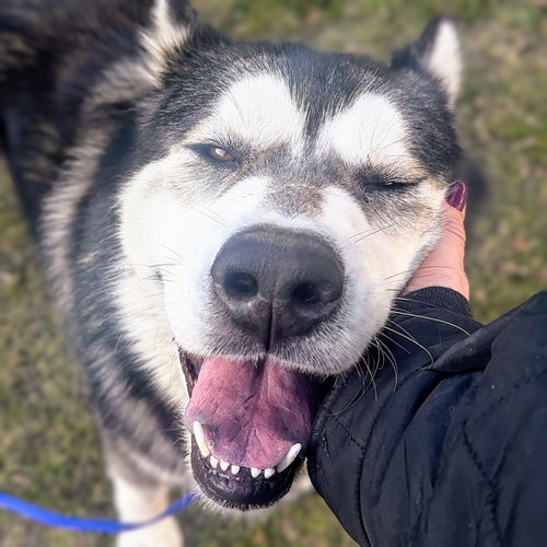 FLINTSTONE - Husky available for adoption