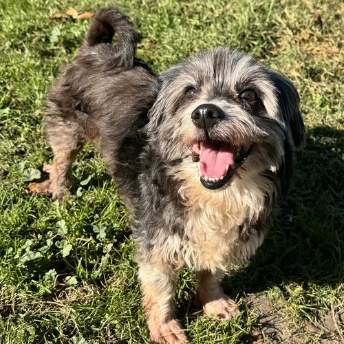 RUXPIN - Terrier available for adoption