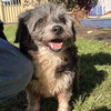 Ruxpin - Photo 4
