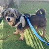 Ruxpin - Photo 3