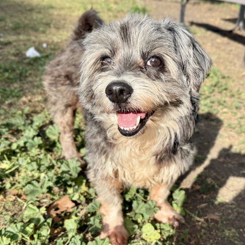 RUXPIN - Terrier available for adoption