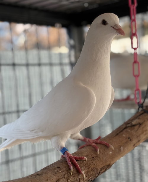 DIPSY - Pigeon available for adoption