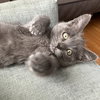 Tori (bonded w/ Amos) - Photo 1