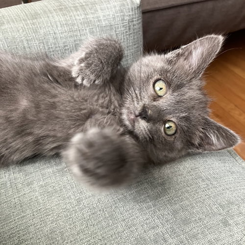 TORI (BONDED W/ AMOS) - Domestic Short Hair available for adoption