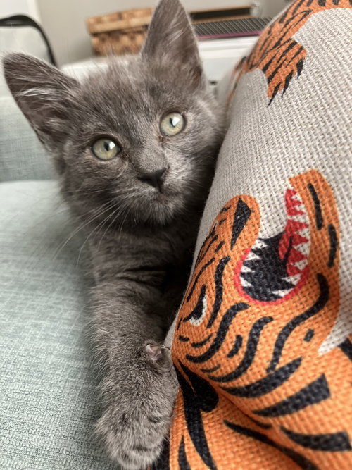 TORI (BONDED W/ AMOS) - Domestic Short Hair available for adoption
