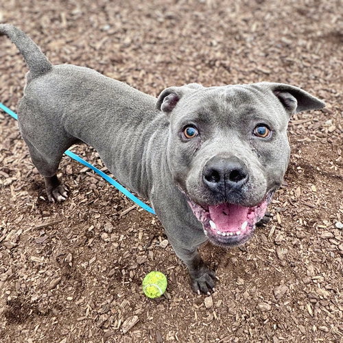 TIMMY - Pit Bull Terrier available for adoption