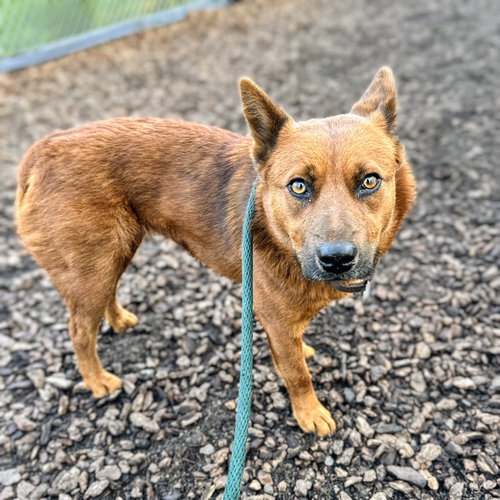 CARMELA - Unknown available for adoption