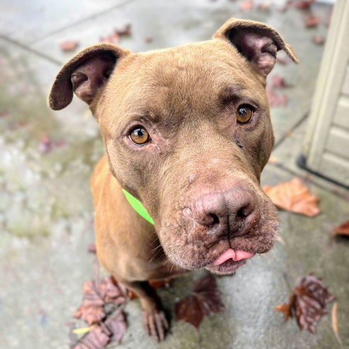 WEFFY - American Staffordshire Terrier available for adoption