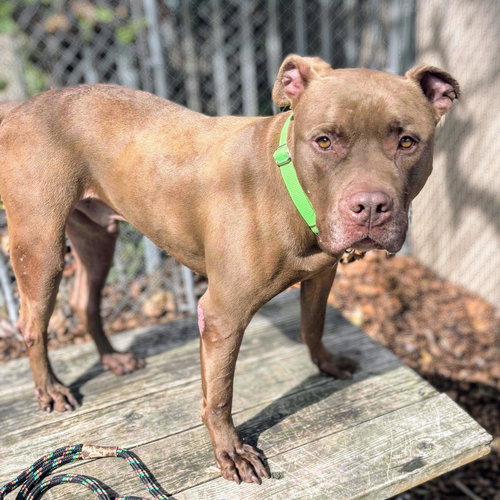 WEFFY - American Staffordshire Terrier available for adoption