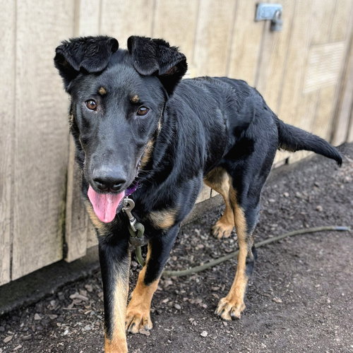 CERES - German Shepherd Dog / Rottweiler available for adoption