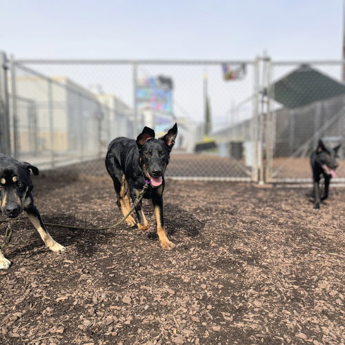 CERES - German Shepherd Dog / Rottweiler available for adoption