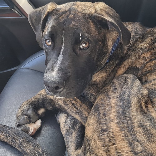 JEFF - Pit Bull Terrier available for adoption