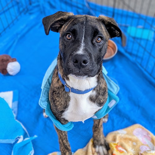 JEFF - Pit Bull Terrier available for adoption