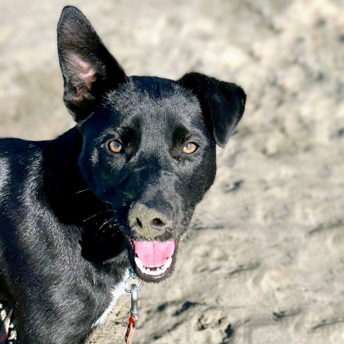 EMERALD - Australian Cattle Dog/Blue Heeler available for adoption