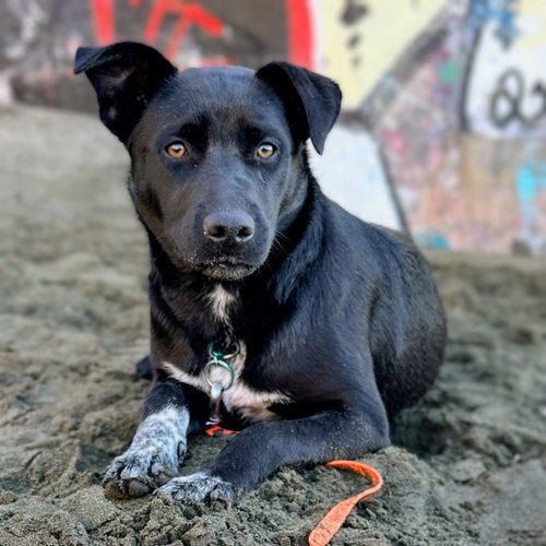 EMERALD - Australian Cattle Dog/Blue Heeler available for adoption