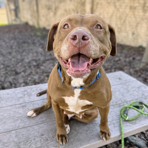 PERALTA - American Pit Bull Terrier available for adoption