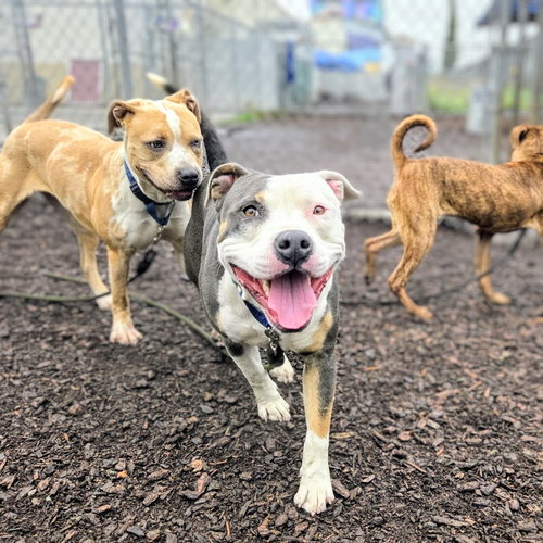 BECKHAM - Pit Bull Terrier available for adoption
