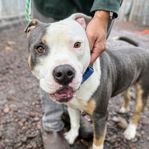 BECKHAM - Pit Bull Terrier available for adoption