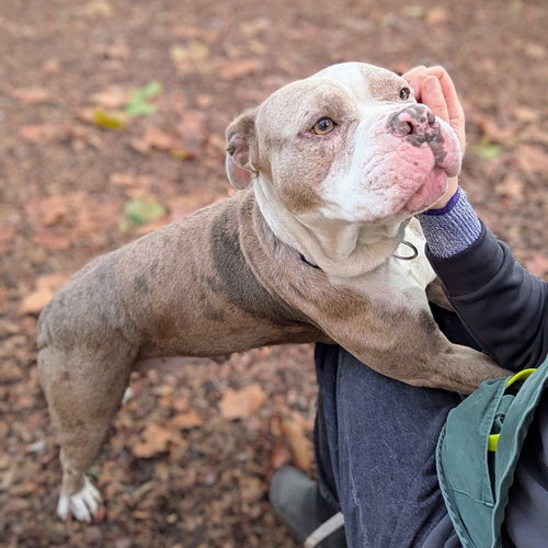 BLISS - Pit Bull Terrier available for adoption