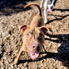 Laney - Photo 3