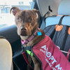 Laney - Photo 2