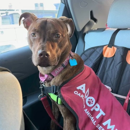 LANEY - Pit Bull Terrier available for adoption