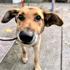 Hilo - Photo 4