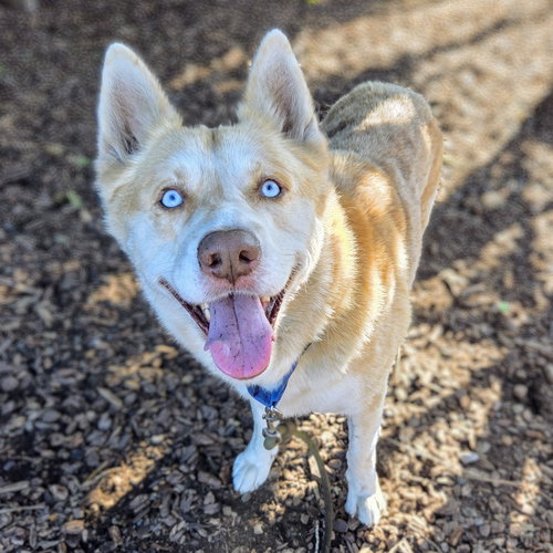 FOGHORN - Husky available for adoption