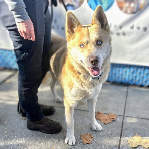 FOGHORN - Husky available for adoption