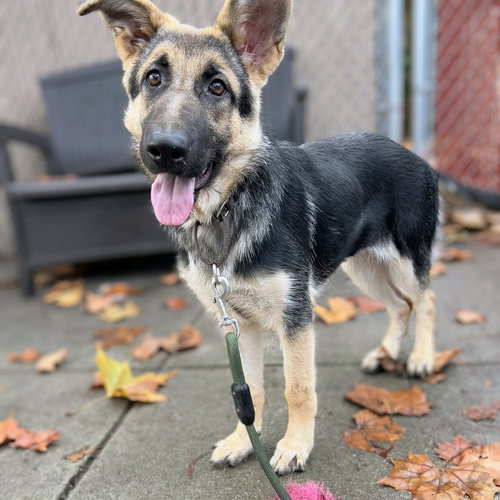 SANTANA - German Shepherd Dog available for adoption