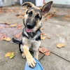 Santana - Photo 1