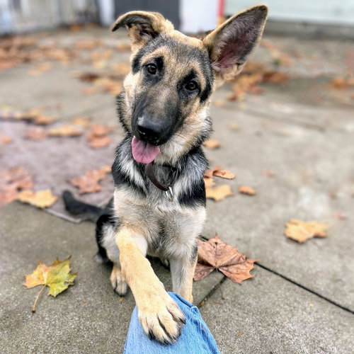 SANTANA - German Shepherd Dog available for adoption