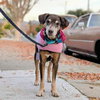 Bird Dog - Photo 1