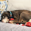 Bird Dog - Photo 5