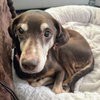 Bird Dog - Photo 4