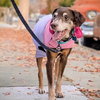 Bird Dog - Photo 6