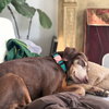 Bird Dog - Photo 2